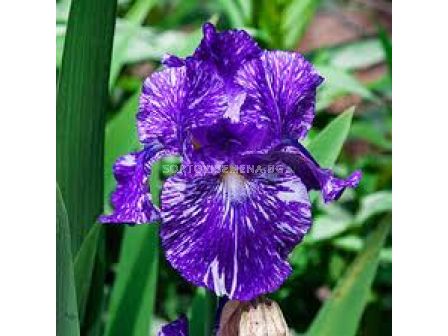 Ирис Germanica Purple Striped White / 1 оп- 1 бр