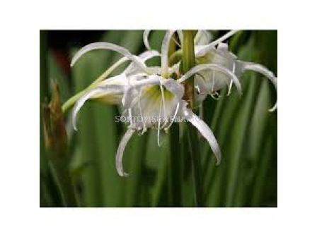 Исмене /Hymenocallis 'Advance'/- 1бр