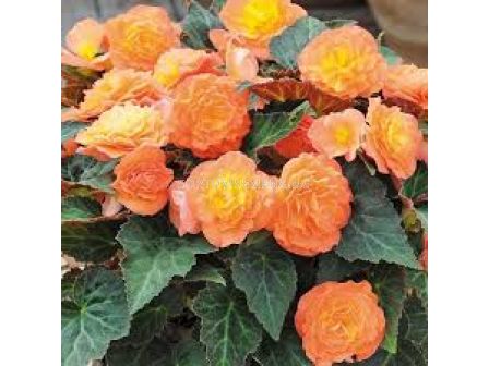 Бегония Ami Jean Bard 5/6+   1 бр