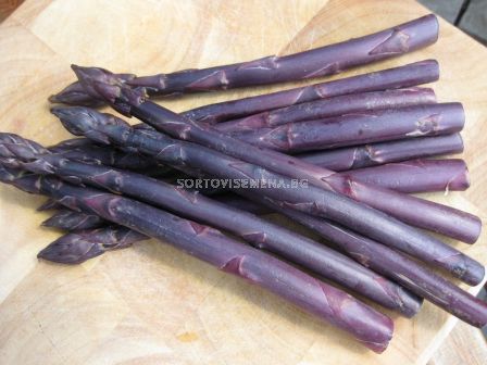 Аспержи лилави /Asparagus Pacific Purple/ 