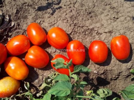 Семена домат CXD 142 F1 (за преработка) /ZKI/ - 1000 семена