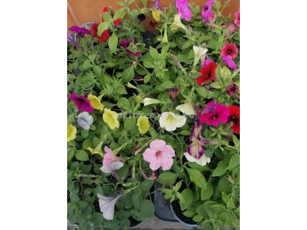 Каскадна петуния различни цветове (разсад) - 5