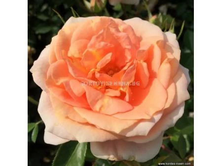 Роза Impala  (флорибунда) - Kordes -1 брой - 1