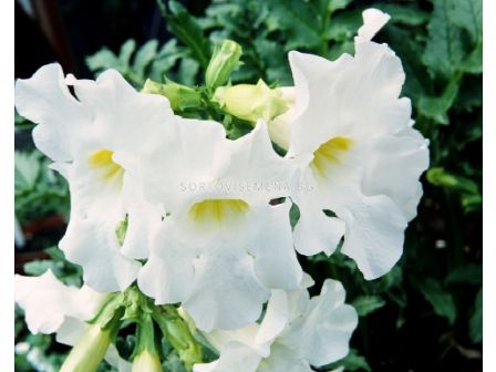 Инкарвилея бяла -  Incarvillea White - 2 бр.