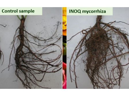 Микориза ИНОК S+ (INOQ S+) - 2