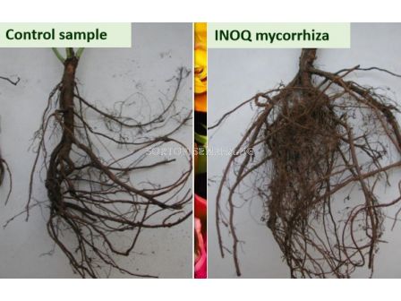 Микориза INOQ A600 - 2