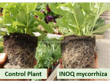 Микориза INOQ A600 - 6