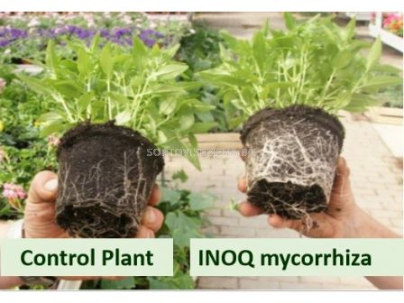 Микориза INOQ A600 - 3