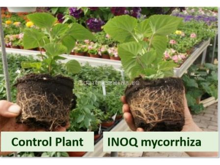 Микориза INOQ A600 - 4