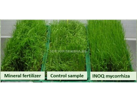 Микориза ИНОК S+ (INOQ S+) - 6