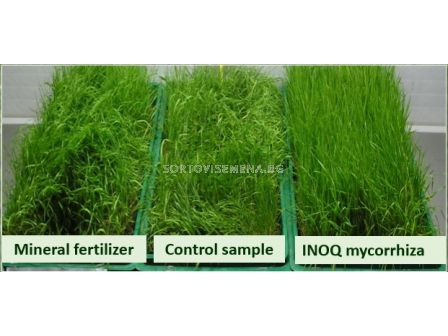 Микориза INOQ A600 - 5