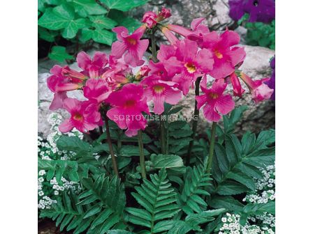 Инкарвилея - размер XXL