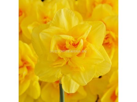 Нарцис/ DOUBLE NARCISSUS Indiras - 1 бр.