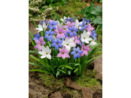 Ифейон микс/ Ipheion uniflorum mixed - 1 бр.
