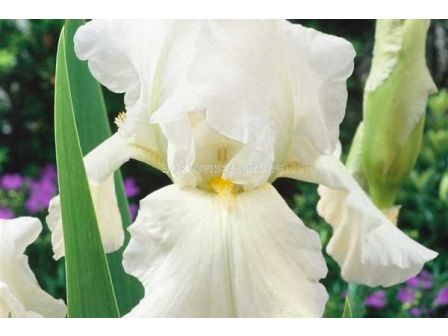 Ирис / IRIS GERM. BOULE DE NEIGE/ 