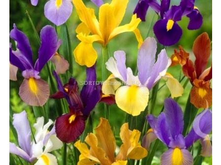 Ирис hollandica Микс - Iris hollandica Mix