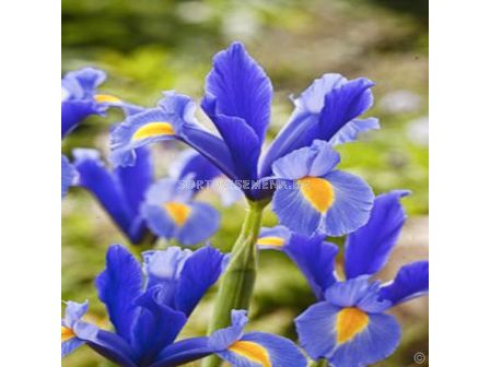 Ирис (Iris) Hollandica Professor Blauw