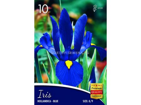 Ирис hollandica blue -  Iris hollandica blue