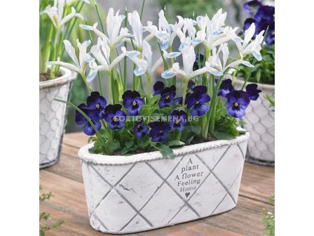 Ирис (джудже) Frozen Planet -1 бр.