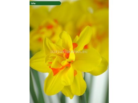 Нарцис/ DOUBLE NARCISSUS Isha - 1 бр.