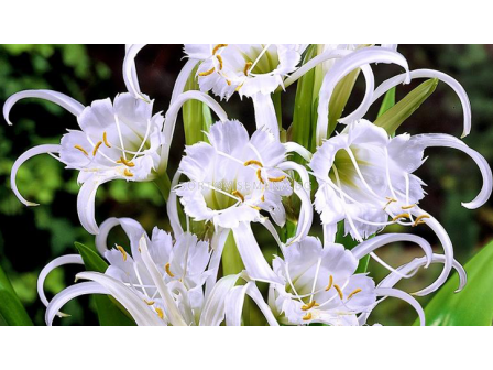 Исмене /Hymenocallis festalis размер XXL