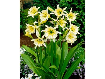 Исмене (Hymenocallis con sulphur queen)