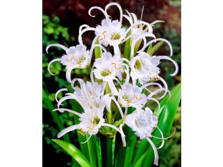 Исмене (Hymenocallis festalis)