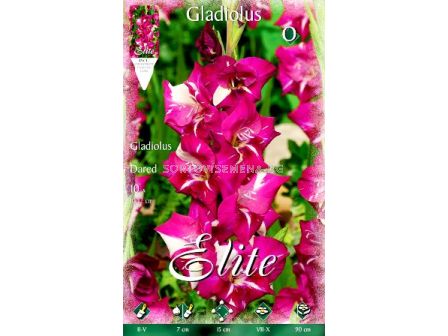 гладиол (Gladiolus) Dared