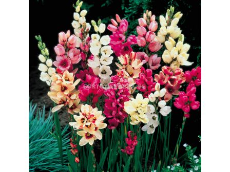 Иксия микс - Ixia Mixed - 10 бр. - sortovisemena.bg Иксия микс - Ixia Mixed - 10 бр.