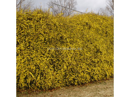 Жасмин (Jasminum Nudiflorum)(зимен)- жълт	