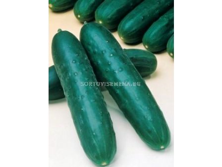 Семена краставици Джазер F1