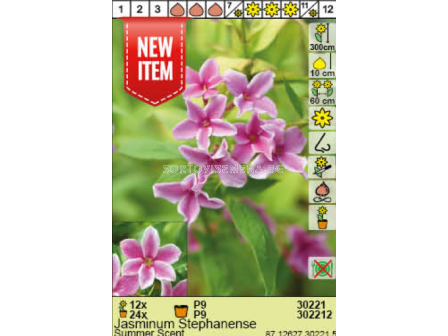 Жасмин Стефанензе/ Jasminum Stephanense - 1 брой