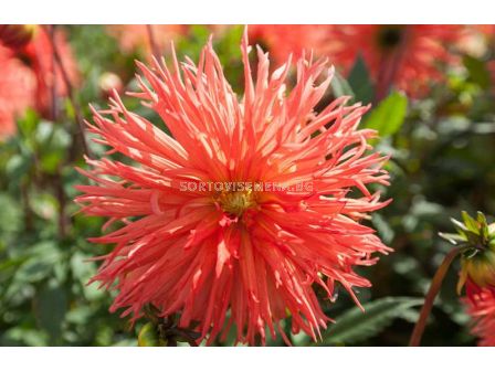 Далия Orange Marmalade - 1 корен