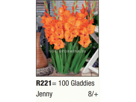 Гладиол нисък Jenny/ Gladdies (shortstemmed) Jenny - 1 брой