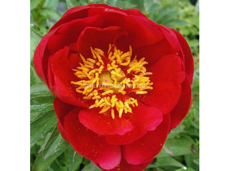 Божур Paeonia joyce elle/ Peony - 1 бр.