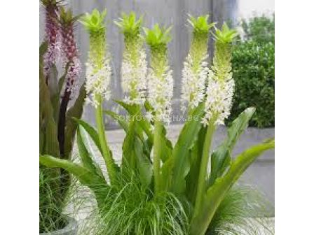 Еукомис Johannesburg 20+ размер XXL- 1 бр.