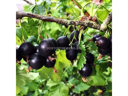 Йостабери (Jostaberry) 1 бр фиданка