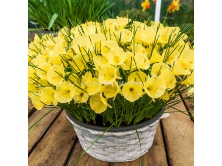 Нарцис/ Narcissi romieuxii bulbocodium Julia Jane - 1 бр.