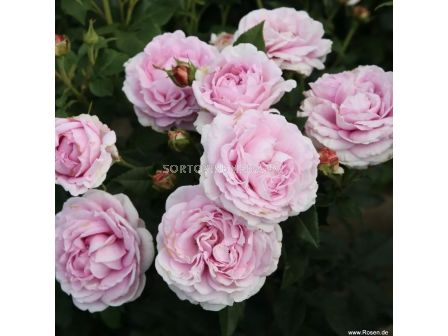 Роза Königin Marie (хибридна чаена роза) - серия Parfuma-Kordes- 1 брой - 1