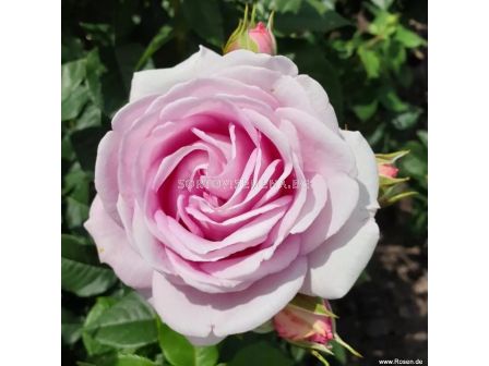 Роза Königin Marie (хибридна чаена роза) - серия Parfuma-Kordes- 1 брой - 3