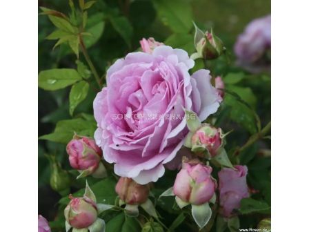 Роза Königin Marie (хибридна чаена роза) - серия Parfuma-Kordes- 1 брой - 2