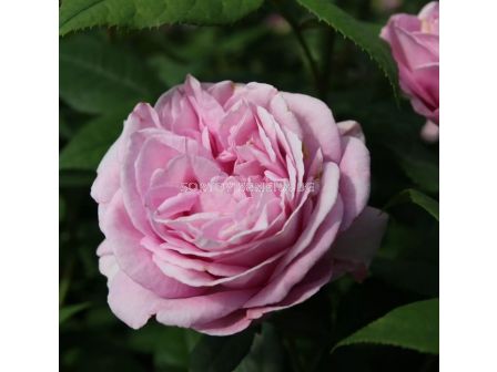Роза Königin Marie (хибридна чаена роза) - серия Parfuma-Kordes- 1 брой - 4