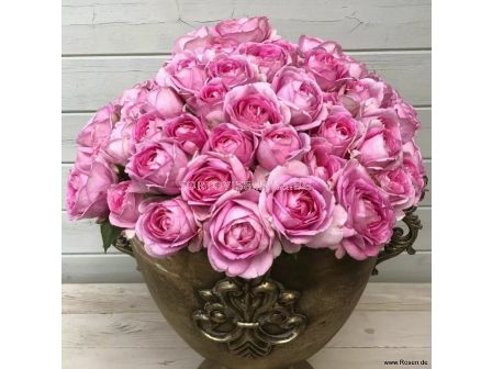 Роза Königin Marie (хибридна чаена роза) - серия Parfuma-Kordes- 1 брой - 5