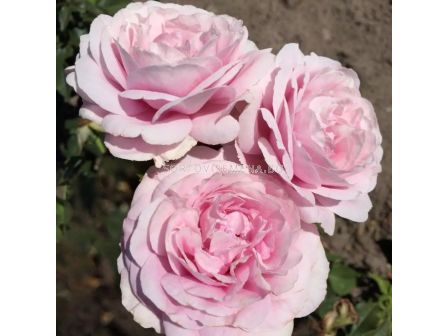 Роза Königin Marie (хибридна чаена роза) - серия Parfuma-Kordes- 1 брой - 6