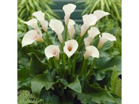 Кала Aethiopica LSCH - Calla Aethiopica