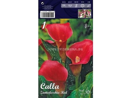 Кала red - calla red