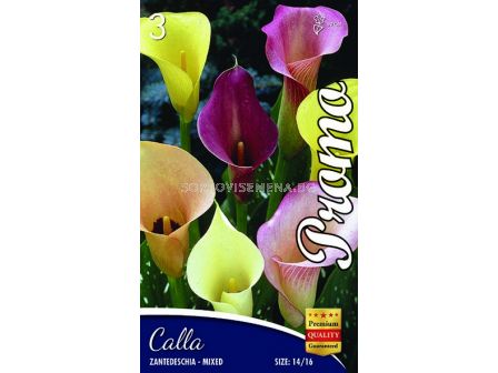 Кала Zantedeschia Mix - Calla Zantedeschia Mix