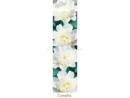 Камелия бяла (Camellia japonica)