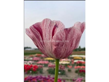 Лале/ Tulips triumph Kanok - 1 бр.