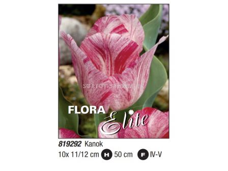Лале/ Tulipa rembrandt (striped) Kanok - Пакет: 1 оп.- 10 бр.